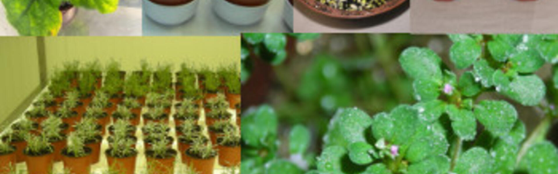 Estudios Fisiológicos de las Respuestas de las Plantas frente al Estrés